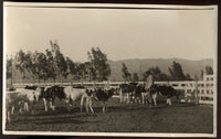 JEFFRIES, JIM ORIGINAL ANTIQUE PHOTO