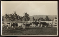 JEFFRIES, JIM ORIGINAL ANTIQUE PHOTO